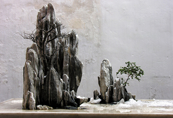 Chinese Bonsai Tree