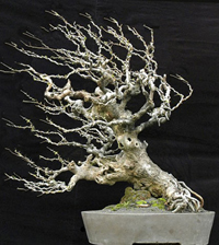 Chinese Bonsai Tree