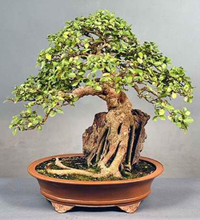 Chinese Bonsai Tree