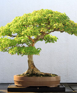 Trident Maple Bonsai Tree