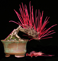 chinese_bonsai1