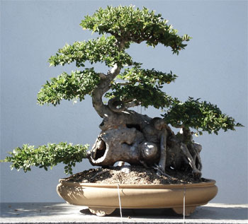 penjing1