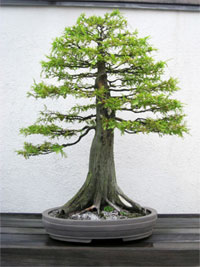 bald_cypress1