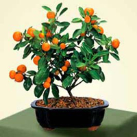 calamondin_orange_bonsai2