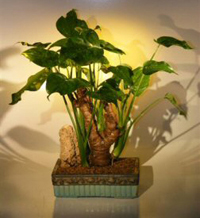 chinese_taro_bonsai1
