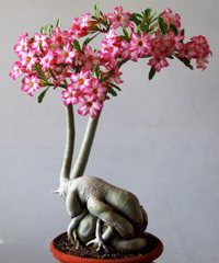 Desert Rose Bonsai Tree