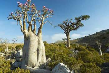 desert_rose_bonsai7