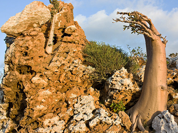 desert_rose_bonsai8