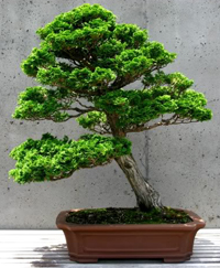 Hinoki False Cypress Bonsai Tree Chinese Bonsai Garden