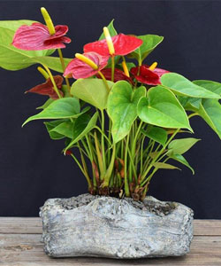 Flamingo Lily Bonsai Tree