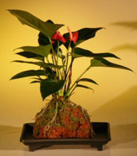 flamingo_lily_bonsai1