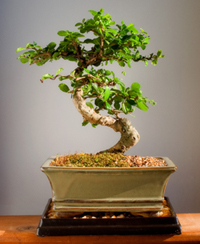 fukien_tea_bonsai1