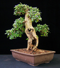 fukien_tea_bonsai2