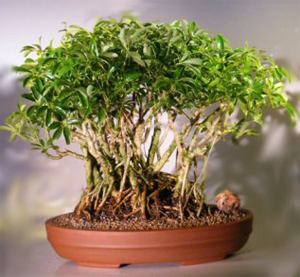 hawaiian_umbrella_bonsai4