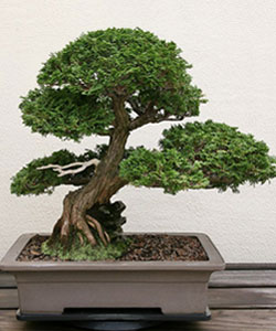 Hinoki False Cypress Bonsai Tree