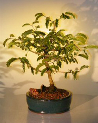 ironwood_bonsai1