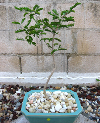 ironwood_bonsai4