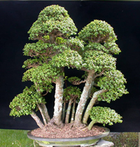 jade_bonsai_tree6