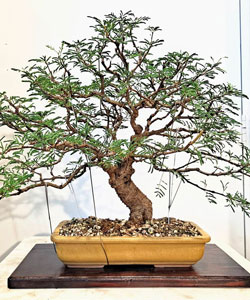 Sweet Acacia Bonsai Tree