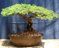 Details about   Acacia Bonsai Tree Indoor Flowering Dwarf Sweet 11 years old