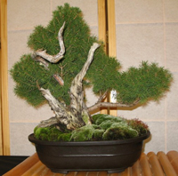 alberta_spruce_bonsai1