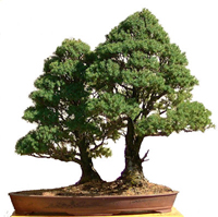 alberta_spruce_bonsai2