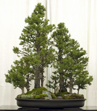 alberta_spruce_bonsai4