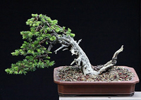 blue_spruce_bonsai1
