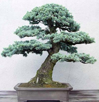 Colorado Blue Spruce Bonsai Tree Chinese Bonsai Garden