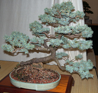 Colorado Blue Spruce Bonsai Tree Chinese Bonsai Garden