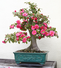 camellia_bonsai2