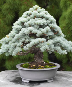 Colorado Blue Spruce Bonsai Tree