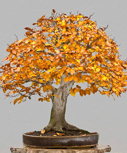 Copper Beech Bonsai Tree