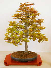 copper_beech_bonsai4