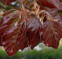 copper_beech_bonsai5