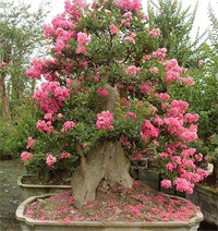 crape_myrtle_bonsai3