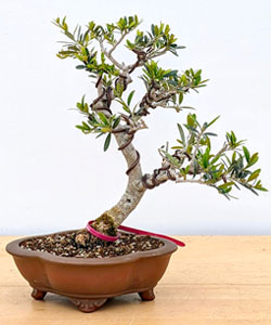 Dwarf Black Olive Bonsai Tree
