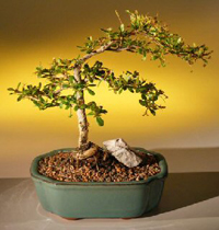dwarf_olive_bonsai1