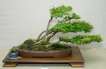 dwarf_olive_bonsai3