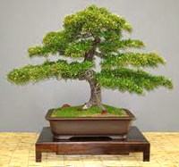 dwarf_olive_bonsai5