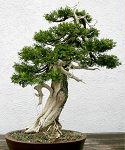 Eastern White Cedar Bonsai Tree