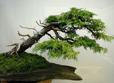 eastern_white_cedar_bonsai1