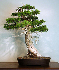eastern_white_cedar_bonsai2