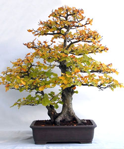 European Beech Bonsai Tree