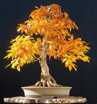 European Beech Bonsai Tree