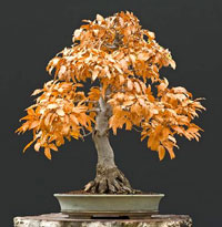 european_beech_bonsai5