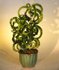 garden_croton_bonsai1