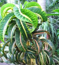 garden_croton_bonsai2