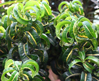 garden_croton_bonsai3