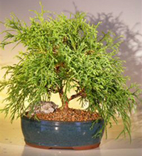 green_thread_cypress_bonsai1